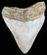 Light-Colored Megalodon Tooth - Georgia #30065-1